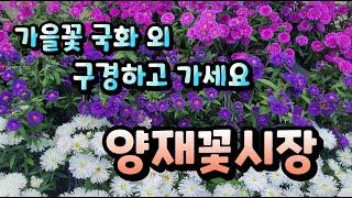 양재꽃시장 가을국화 외 구경하고 가세요~ 식물튜브 #양재꽃시장 #식물튜브 #plant tube