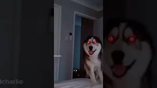 Кто тоже боится smile dog?