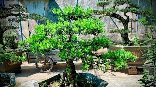 Tùng la hán Bonsai | Cây cảnh Tùng la hán | Bonsai Tùng la hán | Cây Cảnh đẹp