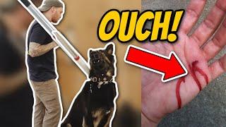 AGGRESSIVE German Shepherd ATTACKS Trainer- Aggressive dog training