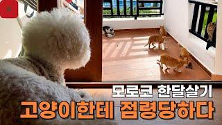  아프리카 모로코 하루 16,000원 수영장 달린 집에서 한달살기 고양이들이 집을 점령했다. 캠핑카로 아프리카까지 온 한국 강아지 [095]