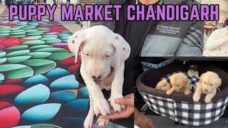 CHANDIGARH WHOLESALE PUPPY MARKET 2024 | INDIA'S BEST DOG MARKET