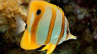 Facts: The Copperband Butterflyfish