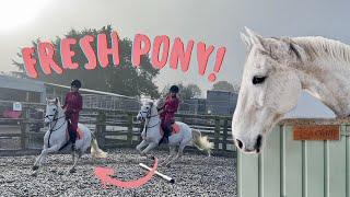 Barn Vlog | Very FRESH Smokey & Schooling Chilli | LilPetChannel