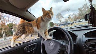 The stray cat got in my Car and asked me to take her home.