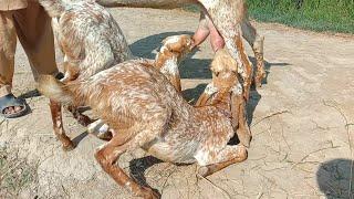 baccho wali makhi cheeni bakriyan Ajmal goat farm Hasilpur 03086171529