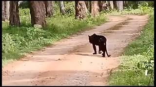 BLACK PANTHER | KABINI FOREST SAFARI | A2 channel