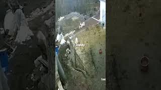 Wolf Underestimates A Kangal! #educationalvideo #dogbehavior