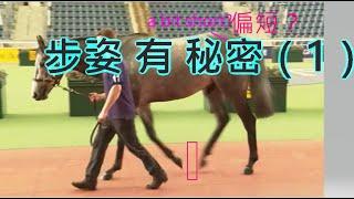 揀馬 如何看步姿？【賽馬知多D】齊齊學 相馬ABC（第3集）Horse conformation basics 3