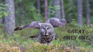 Grey Grey Owl