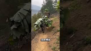 This Pig Works for a Living