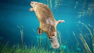 The Secrets of the Platypus | Discovery English Subtitles