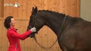 Abkau- & Biegeübungen - Gymnastizierende Arbeit an der Hand | Kathrin Roida