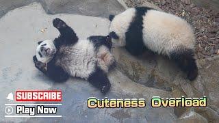 Even Pandas Can't Handle Their Cuteness | iPanda