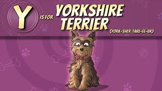 The Yorkshire Terrier