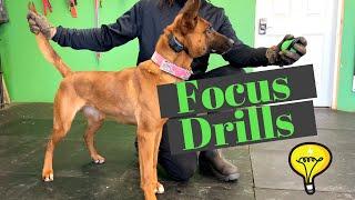 How to Build Focus with You Dog | Grassroots K9