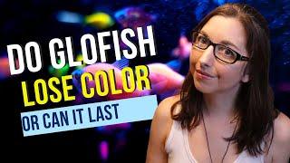 Do GloFish Lose Color? |  GloFish Care Guide Series Ep. 8 | GloFish Coloration