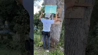 Removing bees from a tree.