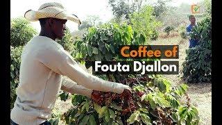 Guinea: Coffee of Fouta Djallon