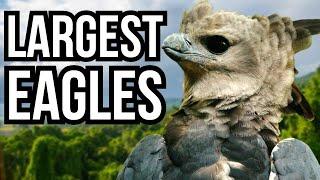 5 Of The Largest Eagles In The World