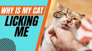 Why Does My Cat Lick Me?