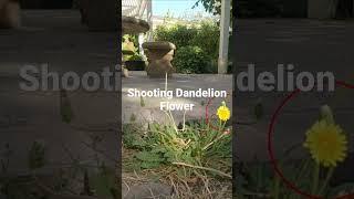 Shooting Dandelion Flower With Slingshot