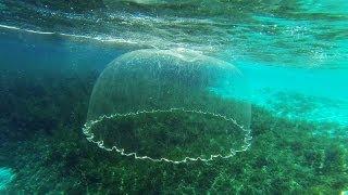 Cast Net Falling Underwater