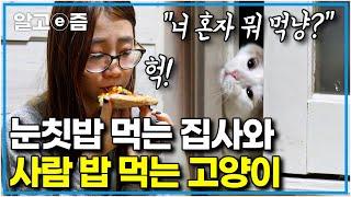 "밥 한번 편하게 먹고 싶어요" 사람 음식부터 쓰레기까지 먹는 고양이｜ 입에 닿는 거라면 일단 흡입하고 보는 고부해 역대급 식탐냥｜고양이를 부탁해｜알고e즘