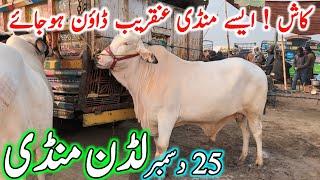 Luddan Cow Mandi Today Latest Update 25-12-2024 - Cow Mandi 2024 - Cholistani Bachre in Ludan Mandi