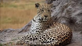 OKAVANGO DELTA WITH XARANNA LUXURY TENTED CAMP