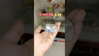 Budgies parrot के अंडे आ गए और बच्चे मटकी में हैं#birds #parrotbreeding #budgies #birdslover #live