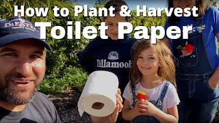 How to Plant and Harvest TOILET PAPER!!! | TP Tree Instructions | Homemade Toilet Paper