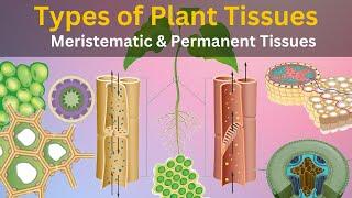 Types of plant tissues, What are plant tissues and functions, What is tissues in plants