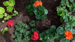 Everything about growing geranium (pergonium) (insertion, etc.)