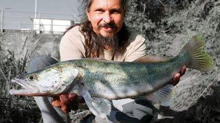 HARD Work Fishing for ZANDER in Early Fall