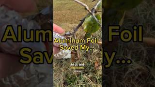 Aluminum Foil Saved My…..   this worked way better than I expected!!!  You must try this!!