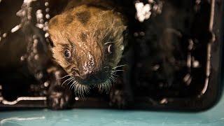 Meet the rescued sea otters of the Alaska SeaLife Center