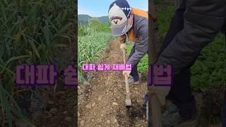 대파 쉽게 재배하는법.......#대파 심는법