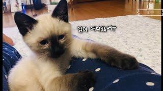 샴고양이 입양 후  6개월간의 일상  귀여운아기고양이모음 / 내돈내산 캣타워 추천 / vlog-1편