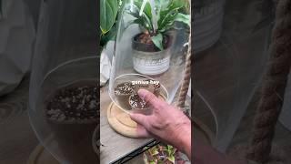This One Step CHANGES Everything #houseplants #plants #plantcare