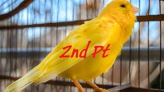 The Ultimate Canary singing video from a legend - Powerful canary training song (Pt.2)