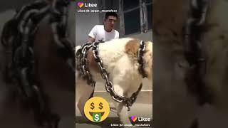 Дикие собака