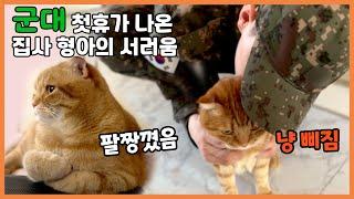 드디어 군대에서 첫휴가 나온 집사 형아를 본 고양이 베니의 예상치 못한 반응