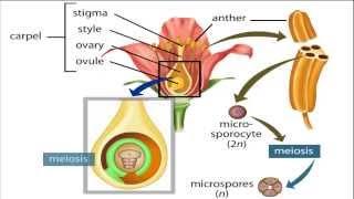 angiosperm life cycle