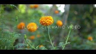 flower cinematic  Video