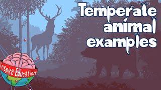 Temperate Forest Animals