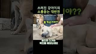 쓰러진 줄 알았던 강아지에 소름돋는 반전  a shocking twist on a fallen puppy