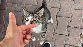 The stray cat is so hungry that it stands on its two legs and asks for food.