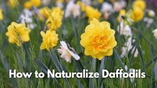 How to Naturalize Daffodils // Naturalizing Narcissus in the Lawn