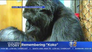 Koko, Famous Signing Gorilla, Dies At 46